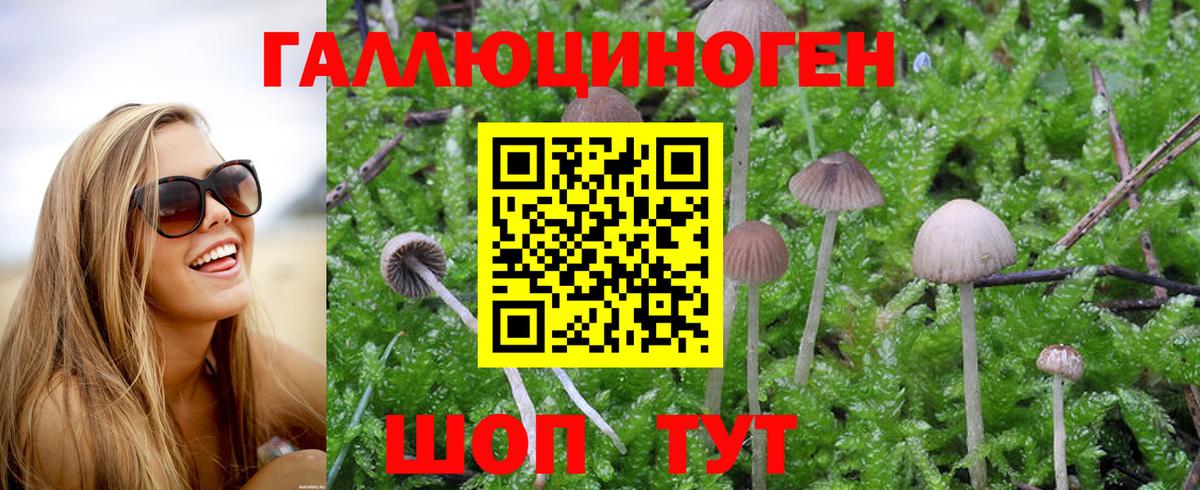 Псилоцибиновые грибы Psilocybe Киреевск