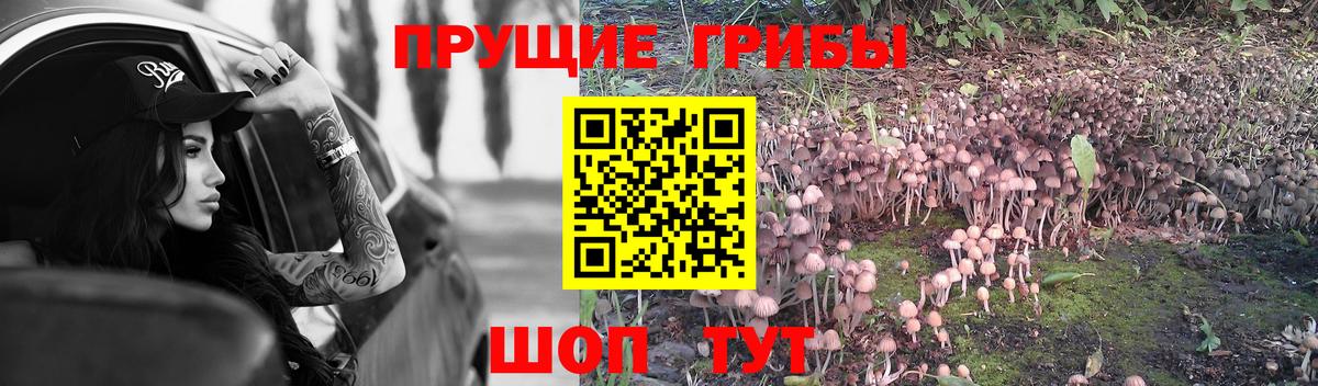 где можно купить   Вход с VPN  Киреевск  Псилоцибиновые грибы Cubensis 